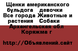 Щенки американского бульдога ( девочки) - Все города Животные и растения » Собаки   . Архангельская обл.,Коряжма г.